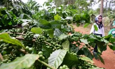 Tại sao giá cà phê liên tục giảm sau khi lên 96.000 đồng/kg?
