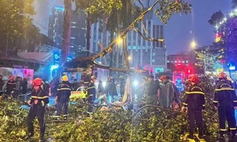TPHCM: Cây lớn bất ngờ đổ ập xuống xe buýt và xe máy, một người đàn ông tử vong