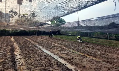 Làng hoa Tây Tựu thiệt hại nặng do ngập úng