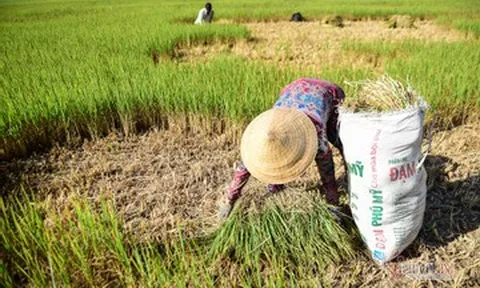 El Nino lần thứ 6 đạt cực đại sau 76 năm, miền Nam đối mặt hạn hán khốc liệt