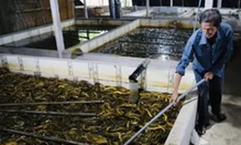 Giá cả đầu ngày: Giá lươn, khoai lang nhích lên, heo hơi ổn định nhưng lo thiếu hàng Tết
