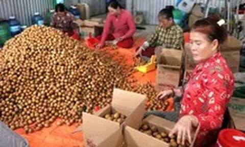 Giá cả đầu ngày: Heo, gà nhập khẩu giá rẻ tràn chợ; Thanh nhãn cuối vụ vẫn đắt, giá dừa giảm