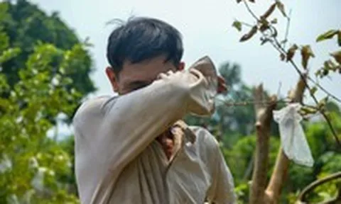 Sông Pheo chậm thoát nước ra sông Nhuệ, dân làng hoa Tây Tựu chua xót nhìn hoa chết