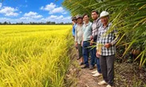 Hợp tác trồng lúa theo chuẩn Global GAP, tăng lợi nhuận cho nông dân