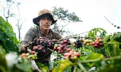 Robusta tuần qua: Sản lượng Robusta Brazil giảm 6,6%