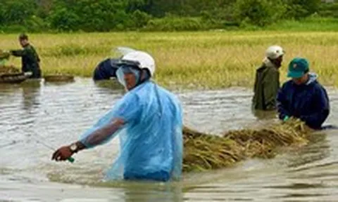 Trồng 2 sào lúa, một nông dân ở Đắk Lắk tính lãi 35.000 đồng khiến nhiều người xót xa