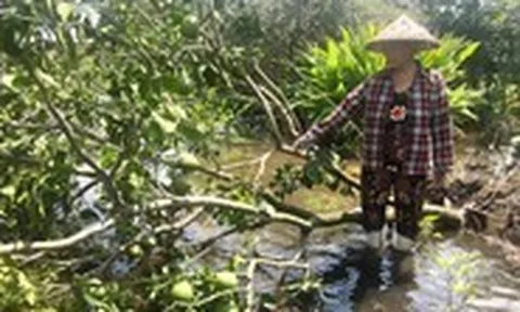 Bơm nước giải cứu nhiều vườn bưởi bị ngập ở xã Tân Vĩnh Lộc, TP.HCM