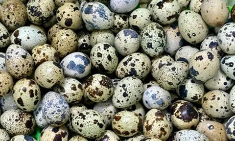 Luộc trứng cút bao nhiêu phút thì chín?