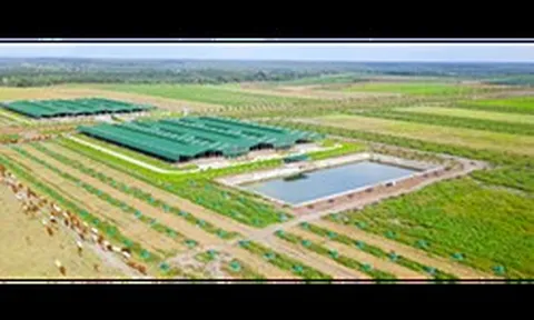 Vì sao Thaco Agri bị xử phạt?