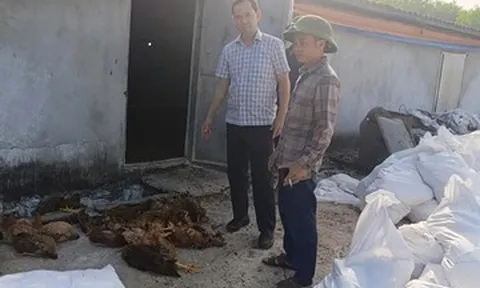 Chập điện tại trang trại, 13.000 con gà chết ngạt