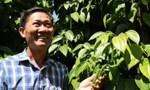 Gặp 'cha đẻ' tiêu Tùng Linh và khát vọng nâng tầm thương hiệu hồ tiêu Việt