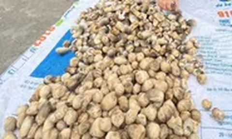 Giá cả đầu ngày: Nấm rơm hữu cơ lên 160.000 đồng/kg, cá chạch lấu 250.000 đồng/kg