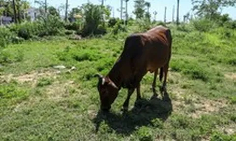 Đề xuất đánh thuế đất bỏ hoang gấp 7 lần đất trong hạn mức : Tiêu chí nào xác định là đất bỏ hoang ?