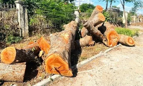 Kiểm điểm 2 tập thể và 2 cá nhân vụ chặt hạ 15 cây xanh tại trụ sở xã