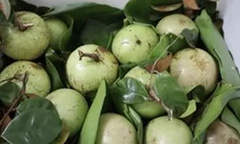 Giá cả đầu ngày: Vú sữa đầu mùa 55.000 đồng/kg, rau xanh miền Trung neo giá cao, đồ trang trí Halloween vào mùa