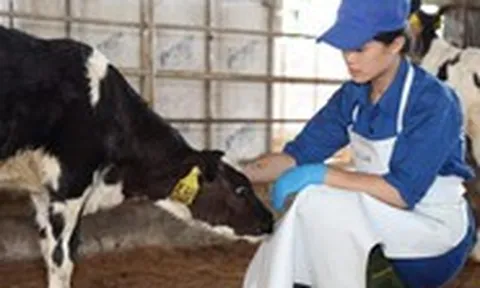 Sữa tươi Kun và chuỗi liên kết cho ‘sữa ngon nhà mình’