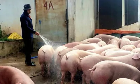 'Đau tim' với nuôi heo, gà: Người chăn nuôi trong thế khó