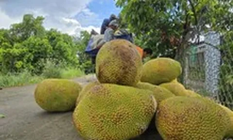 Giá cả đầu ngày: Mít tăng giá gấp ba, hàng tiêu dùng chịu sức ép chi phí đầu vào