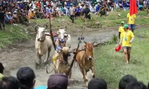 Sôi nổi đua bò vùng Bảy núi An Giang
