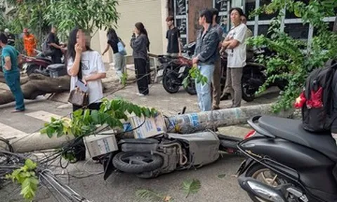 Hai cây phượng bật gốc kéo đổ 3 trụ điện, làm hư hỏng nhiều xe ở TPHCM