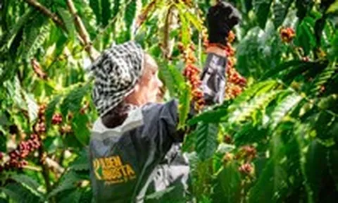 Để xây dựng thương hiệu Robusta Việt, cần tấm hộ chiếu nguồn gốc