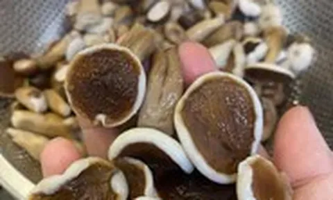 Giá cả đầu ngày: Nấm tràm cuối mùa 75.000 đồng/kg, cam còn 10.000 đồng/kg, nho thân gỗ hết giá bạc triệu