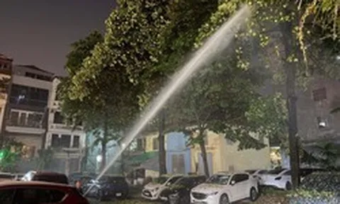 Hà Nội chưa có kế hoạch đánh chuyển, tỉa bớt cây hoa sữa ra khỏi khu dân cư