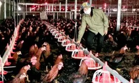 'Đau tim' với nuôi heo, gà: Đâu là giải pháp cứu ngành chăn nuôi?