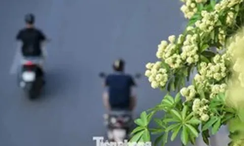 Hàng nghìn cây hoa sữa nở dày đặc trên các tuyến phố phía Tây Hà Nội