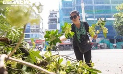 Hà Nội bắt đầu cắt tỉa hoa sữa, nhiều người tiếc nuối nhặt hoa mang về