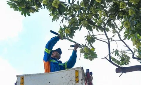 Hà Nội đang dùng xe chuyên dụng cắt tỉa hoa sữa