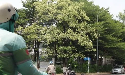 Hoa sữa nở rộ ở TPHCM, người thích thú kẻ ngán ngẩm than trời