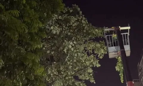 Cảnh dùng xe chuyên dụng xuyên đêm cắt tỉa chùm hoa sữa ở Hà Nội