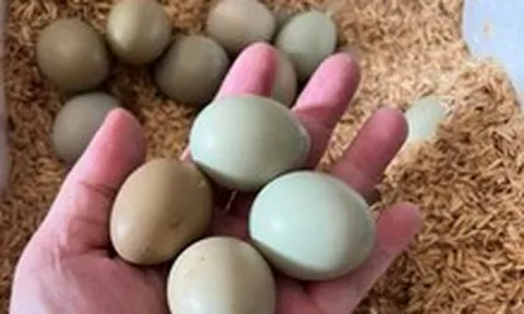 Giá cả đầu ngày: Trứng chim trĩ hút khách, giá rau củ vẫn neo cao, Cần Thơ dự trữ gần 3.000 tỉ đồng hàng Tết