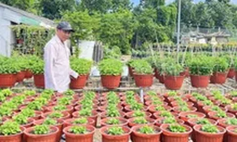 Giá cả đầu ngày: Nhà vườn miền Tây vào vụ hoa Tết, vẹm xanh New Zealand, ốc hương Myanmar... vào mâm cơm Việt
