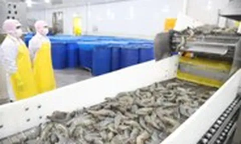 Chưa đến mức phải nhập khẩu lao động, nhưng làm gì để kéo lao động ly hương về lại miền Tây?