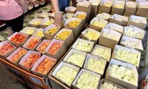 Giá cả đầu ngày: Hoa hồng tăng gấp đôi trước ngày 20-10, thanh long miền Tây phục hồi sau thời gian chạm đáy, giá dê hơi cũng đi lên