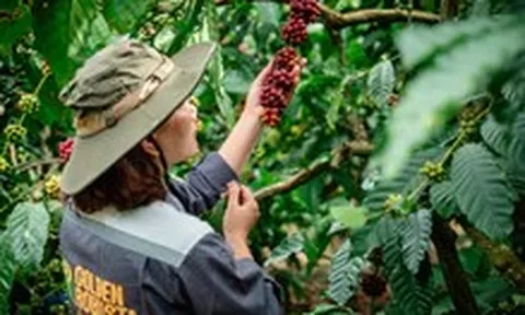 Ngành cà phê Việt tính chi 2 triệu USD cho chương trình quảng bá thương hiệu Robusta