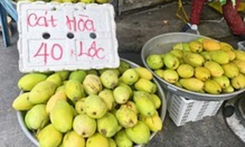 Giá cả đầu ngày: Xoài cát Hòa Lộc giá 'dễ thở', còn 40.000 đồng/kg, cam xoàn đắt gấp 3 lần cam sành