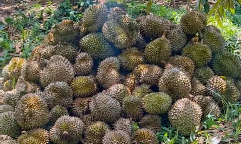 Chú ruột xót xa nhìn gần 8 tấn sầu riêng lần đầu cho trái bị cháu trai 'bức tử'