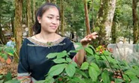 'Quốc bảo' sâm Ngọc Linh có trồng được ở Gia Lai?