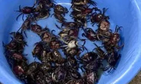 Giá cả đầu ngày: Cua đồng đắt hàng, tiểu thương không đủ bán, giá lúa tăng nhẹ