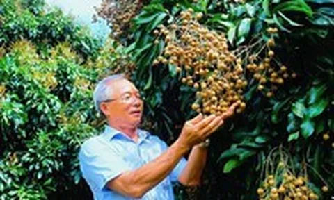 Trồng nhãn xuất khẩu, nuôi ong lấy mật thu nhập tăng thêm hàng trăm triệu mỗi năm
