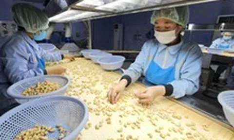 Trung Quốc tăng mua nhưng tại sao ngành điều Việt vẫn gặp khó?