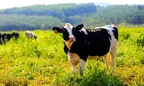 Bốn kinh nghiệm chăn nuôi bò sữa công nghệ cao được Tập đoàn TH chia sẻ với quốc tế