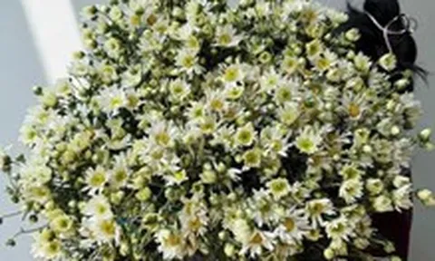 Giá cả đầu ngày: Cúc họa mi vào mùa, đậu rồng đắt đỏ hơn 100.000 đồng/kg