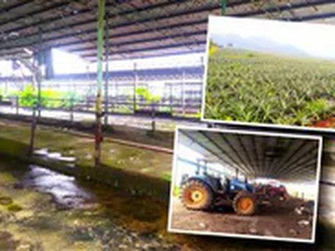 Dự án chăn nuôi bò nghìn tỉ, sau 10 năm vẫn không có con bò nào chỉ có... bạt ngàn cây dứa