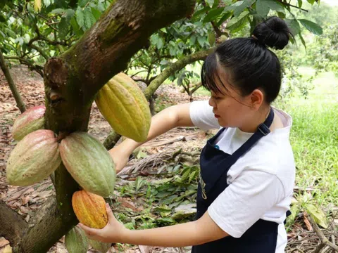 Để hồn Việt “lên men” trong từng hạt cacao thủ công