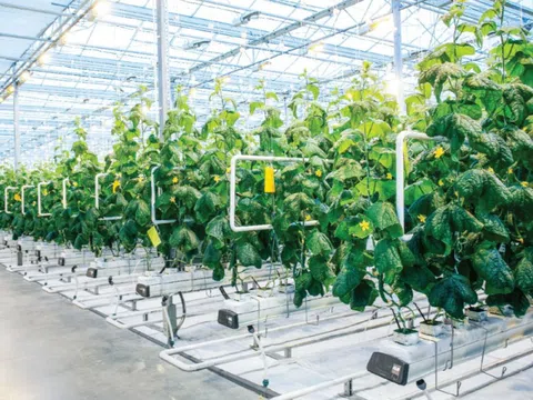 Huy động vốn qua phát hành cổ phiếu của các doanh nghiệp nông nghiệp niêm yết trên Sở giao dịch chứng khoán Thành phố Hồ Chí Minh