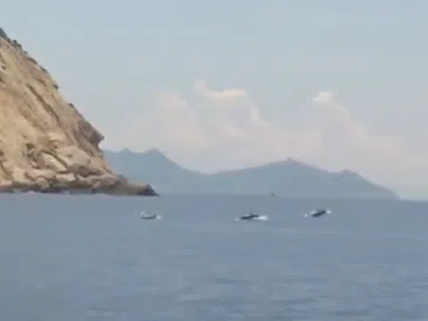 CLIP: Đàn cá heo tung tăng bơi lội giữa vịnh Nha Trang